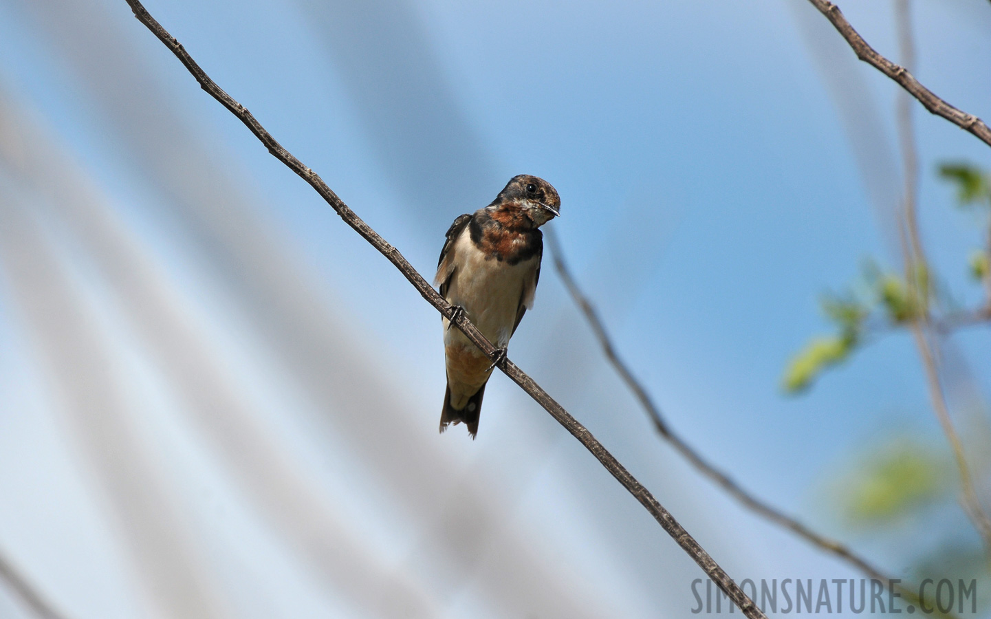 Hirundo rustica rustica [550 mm, 1/2500 Sek. bei f / 7.1, ISO 500]